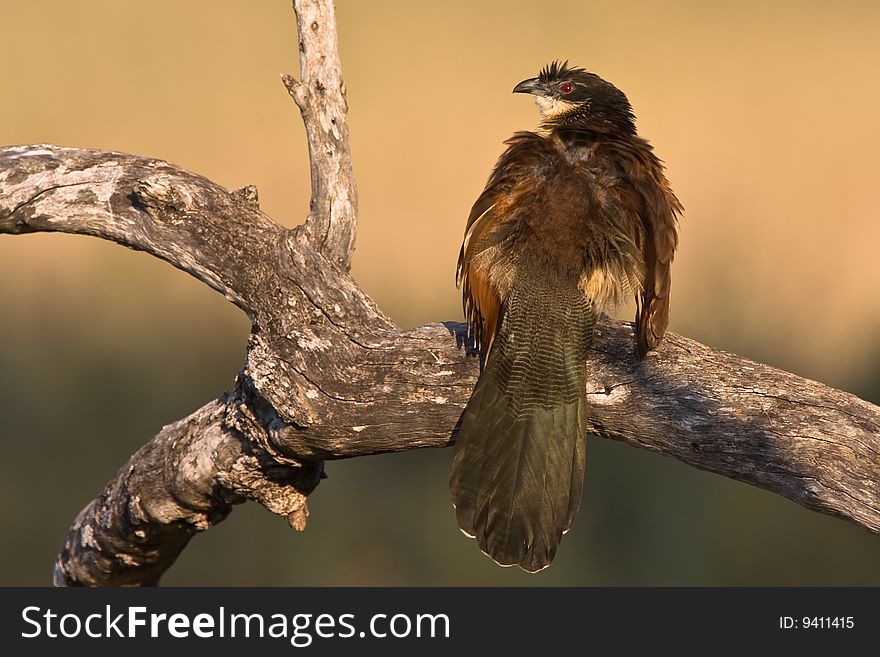 Burchell's Coucal on branch