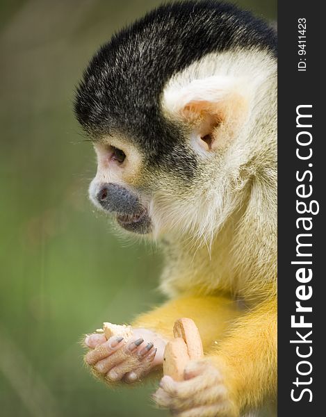 Squirrel monkey