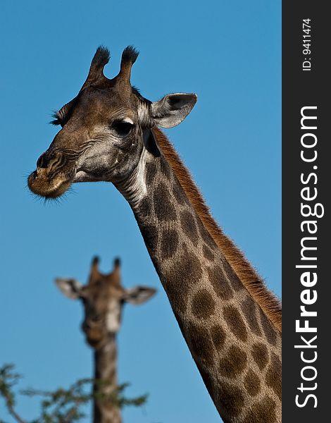 Giraffe portrait closeup on blue background