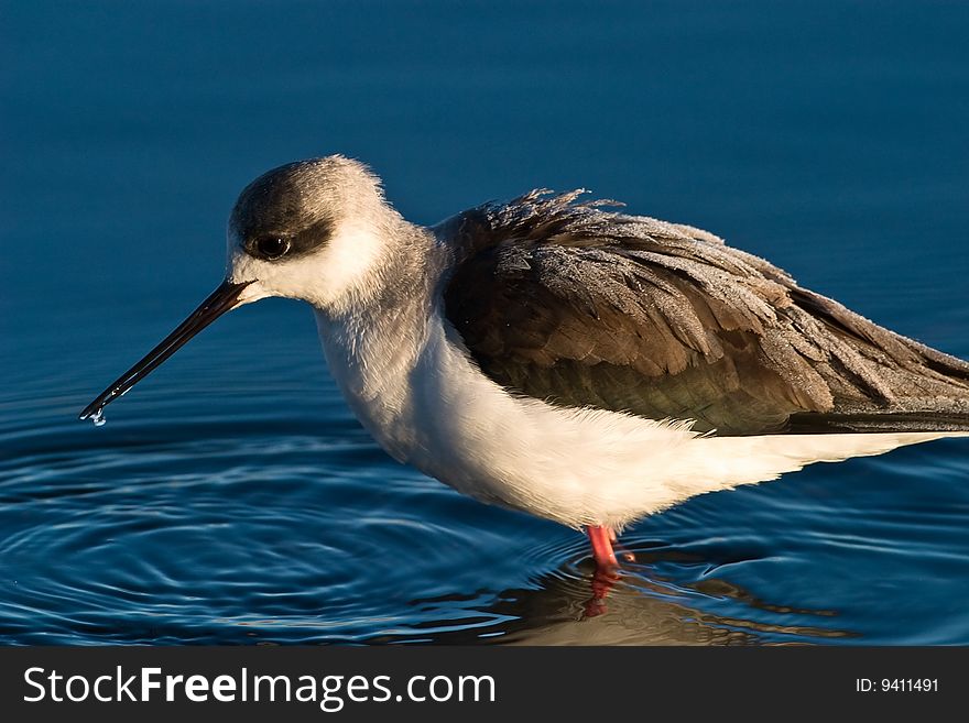 Black-winged Stilt