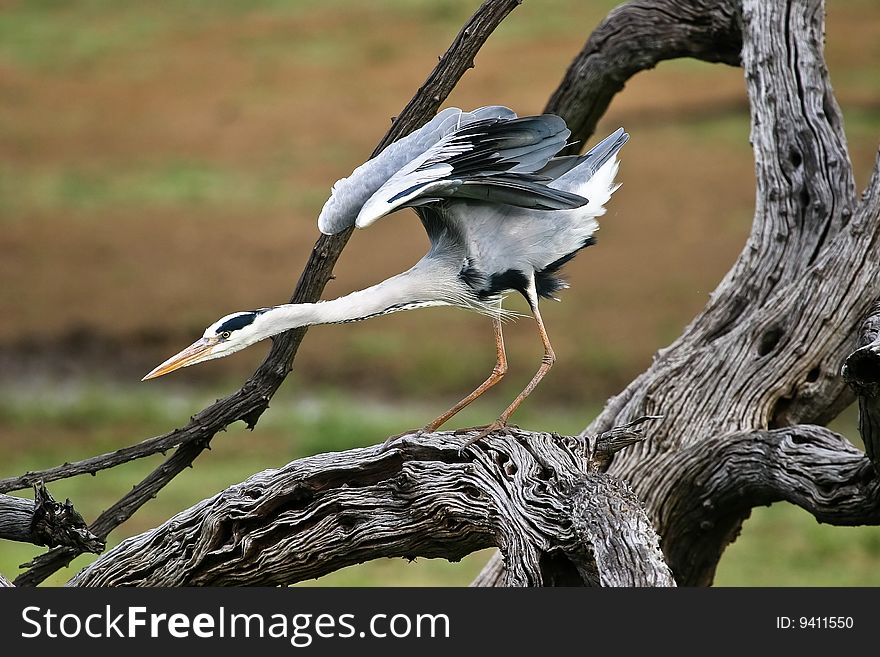 Grey Heron standing on tree ready to fly away. Grey Heron standing on tree ready to fly away