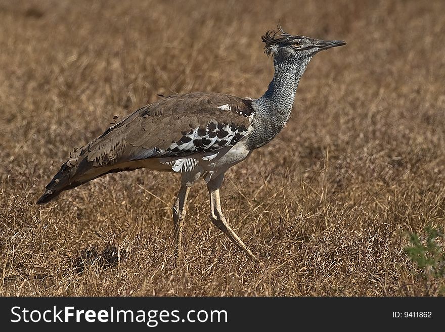 Kori Bustard walking through the savanna