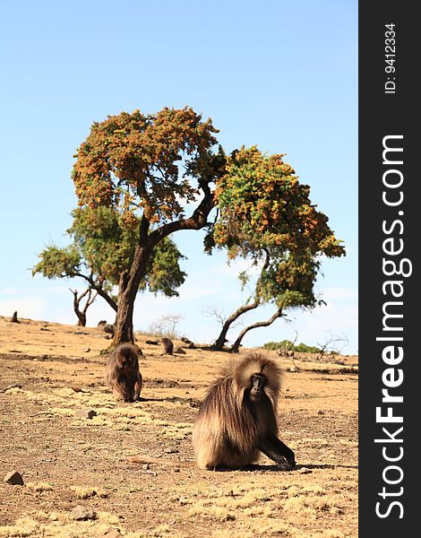 Gilada Baboons in front of tree