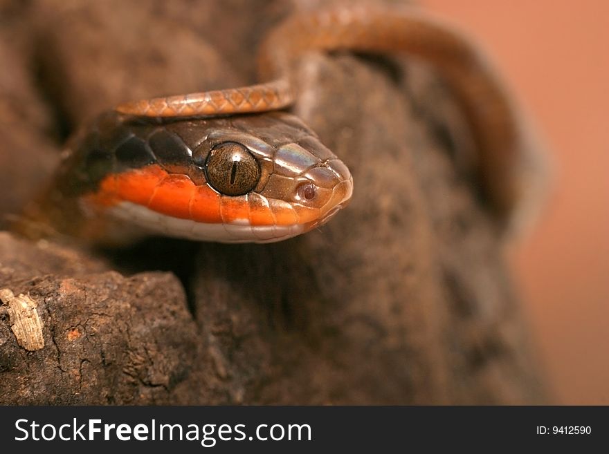 Closeup of snake on branch
