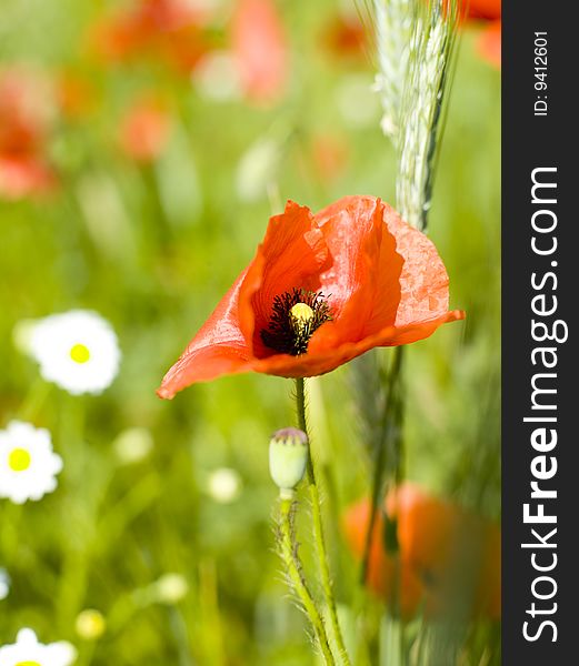 Red poppy on a meadow in sprigtime