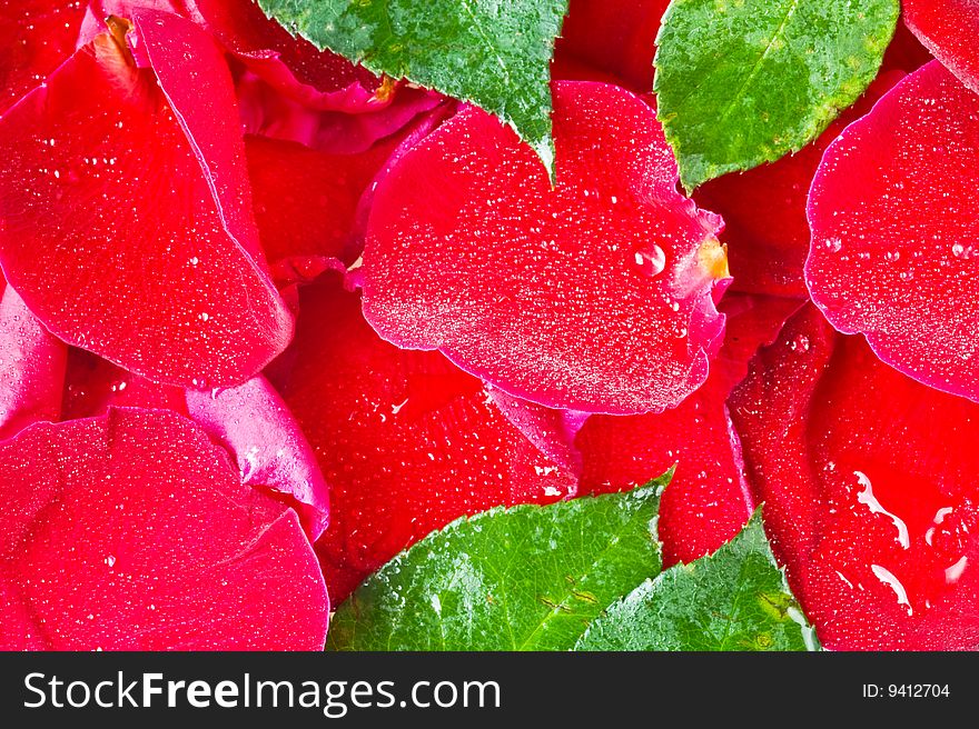 Background with  beautiful red rose petals and leaves