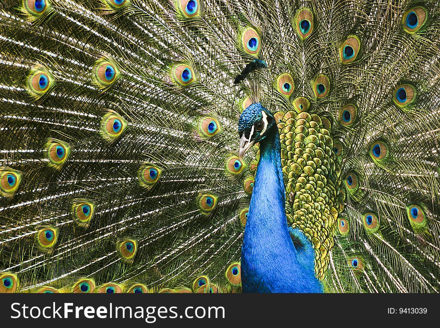 Paradise bird peacock