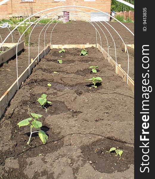 Cucumber sprouts in the open hotbed in the early spring. Cucumber sprouts in the open hotbed in the early spring