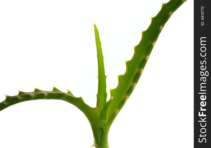 Aloe vera, herbal medicine. Healthcare picture