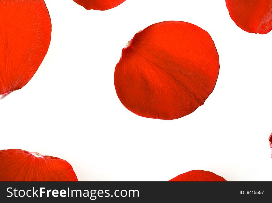 Red rose petals isolated on white background.