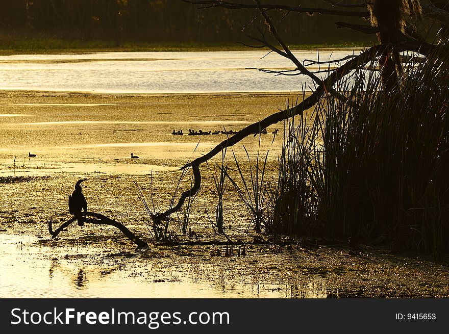 A bird on a branch silhouetted by the golden light of sunset. A bird on a branch silhouetted by the golden light of sunset