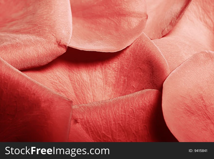 Background of red rose petals background. Background of red rose petals background