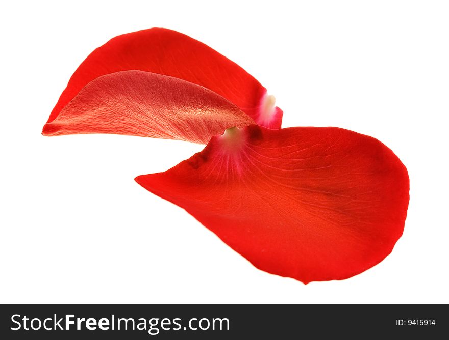 Red rose petals isolated on white background.