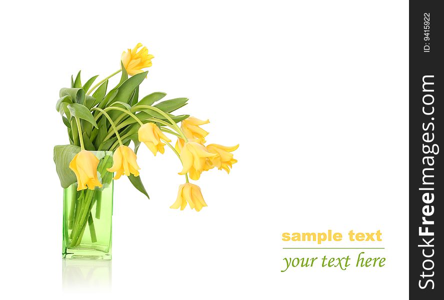 Bright yellow tulips isolated on white. Bright yellow tulips isolated on white