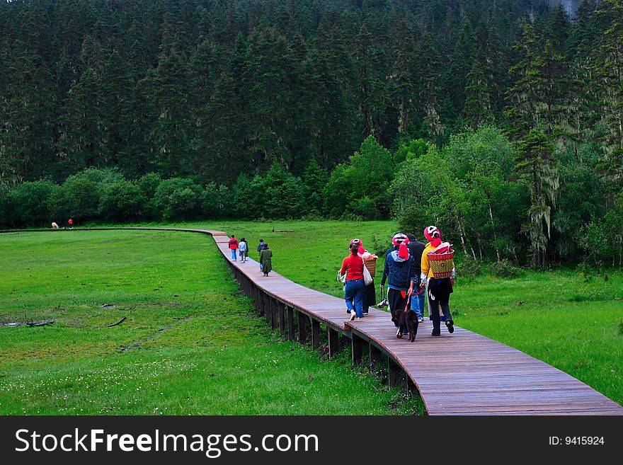 Pudacuo plateau forest meadow-boardgangway