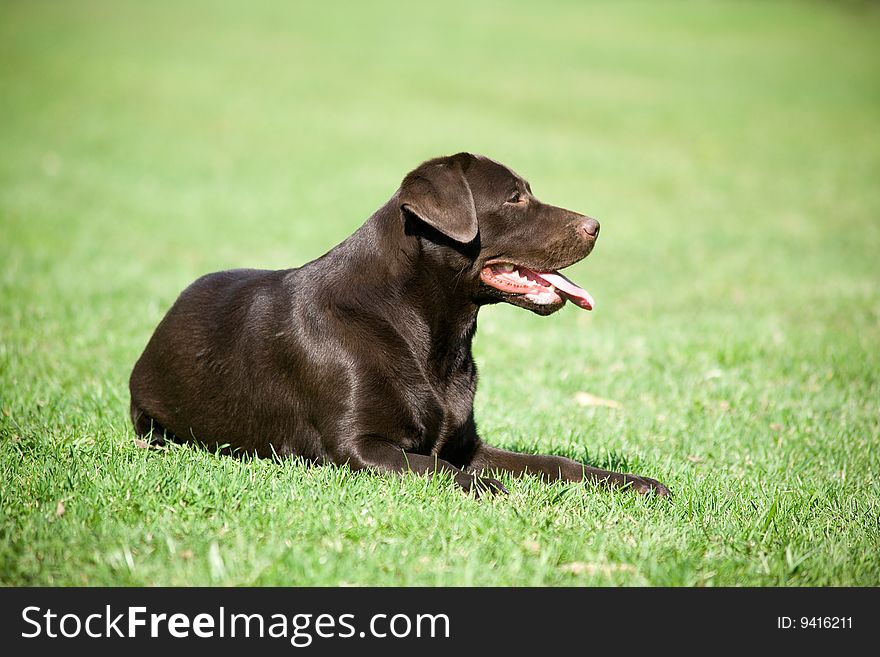 Brown labrador lying on grass