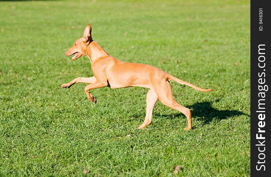 Sicilian courser running in the park