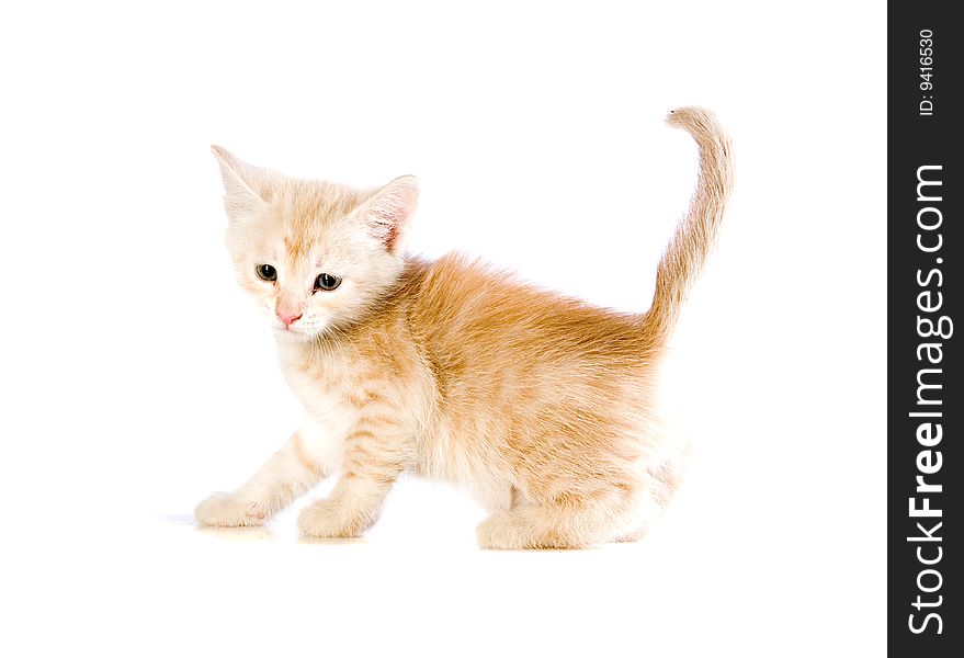 Small red kitten on white ground