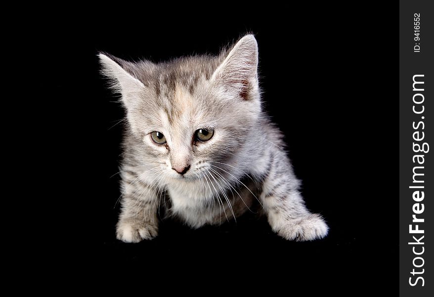 Cute gray kitten on black ground