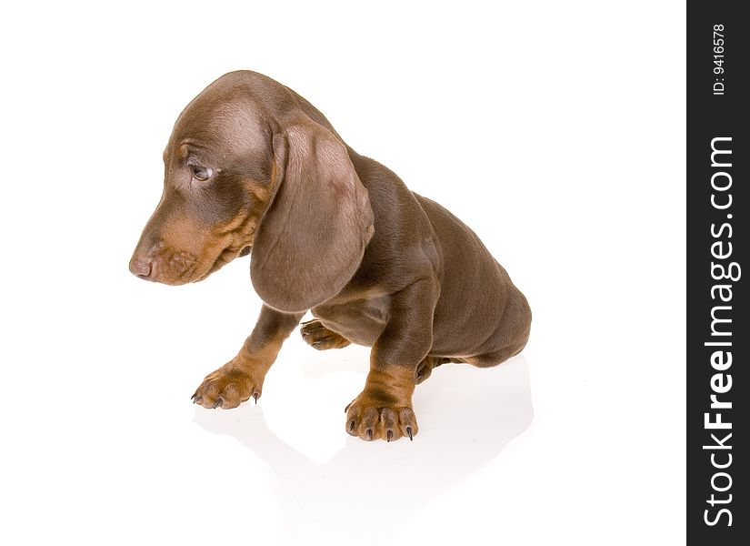 Dachshund puppy on the white background