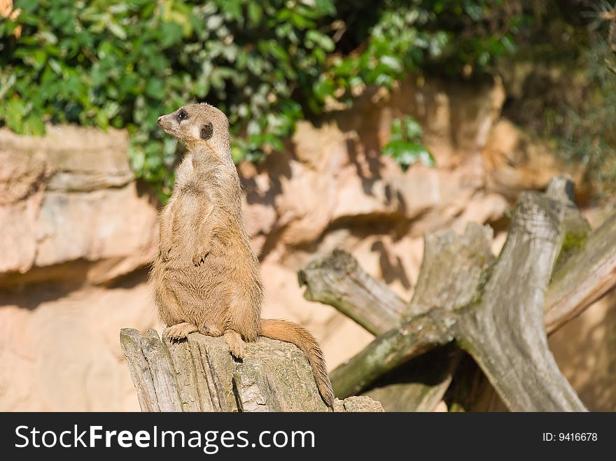 Meerkat sits and looking to the left. Meerkat sits and looking to the left