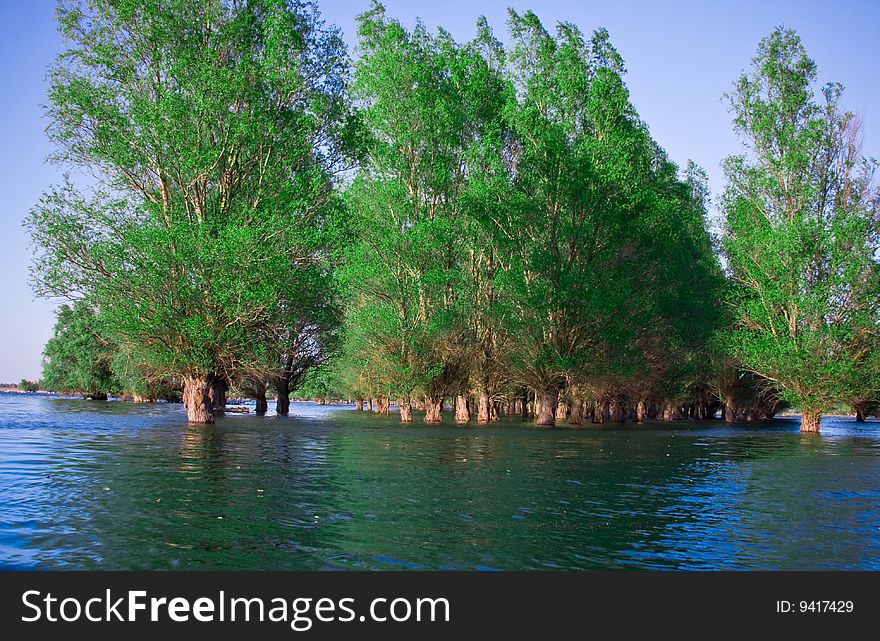 Green trees reflected in the blue water. Green trees reflected in the blue water.