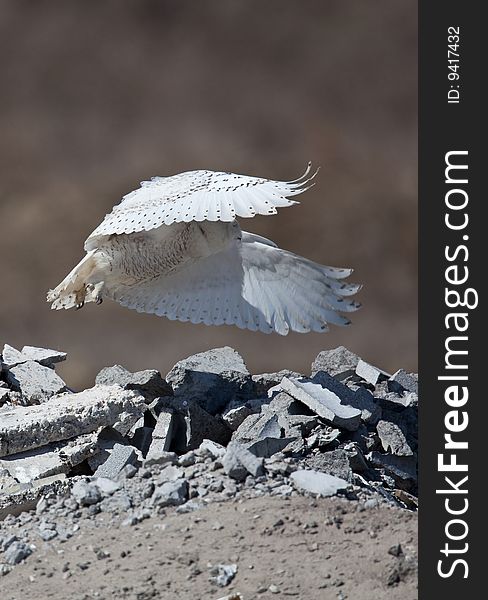 The Snowy Owl is an Arctic bird that may migrate south if food stocks diminish.