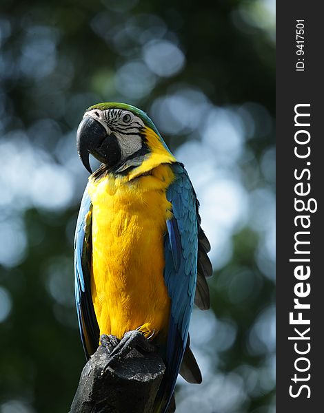 A portrait shot of a parrot