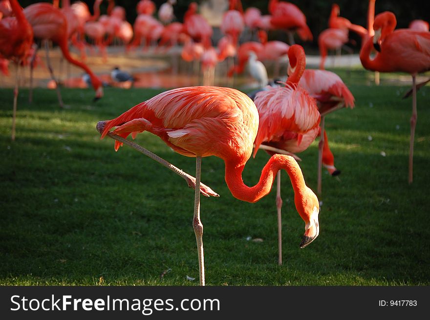 Flamingos are gregarious wading birds in the genus Phoenicopterus and family Phoenicopteridae.