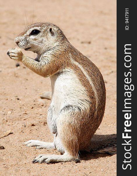 A ground squirrel stand up and eating