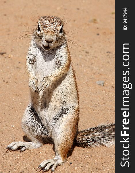 A ground squirrel stand up and eating