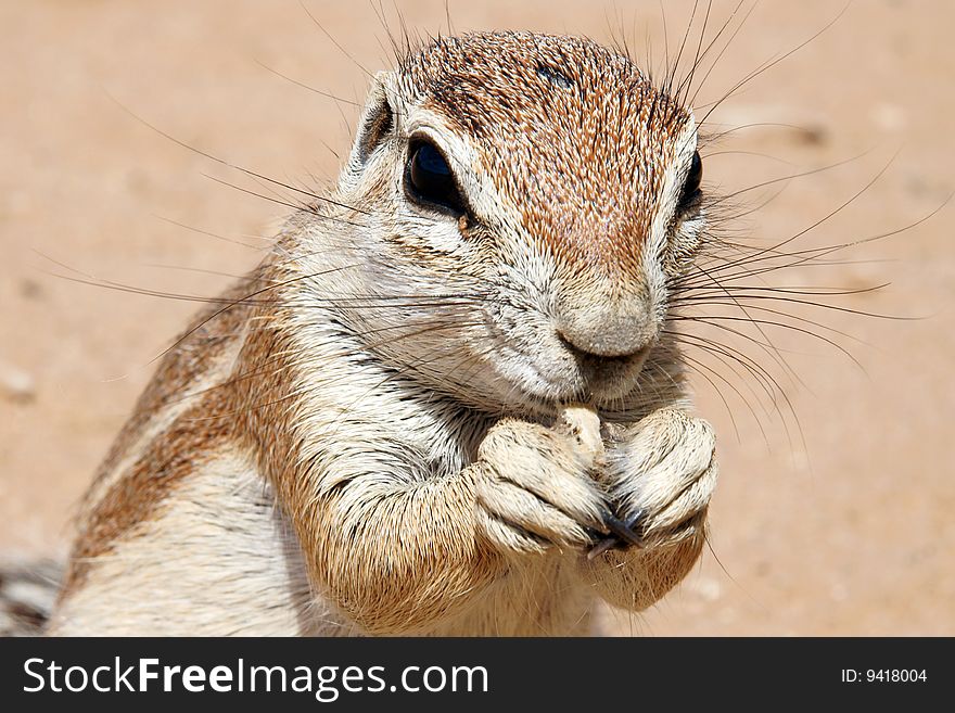 A ground squirrel stand up and eating