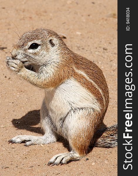 A ground squirrel stand up and eating