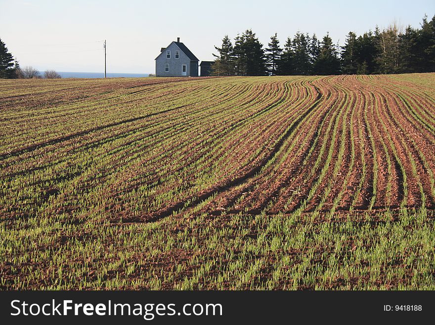 A grain field in rural Prince Edward Island