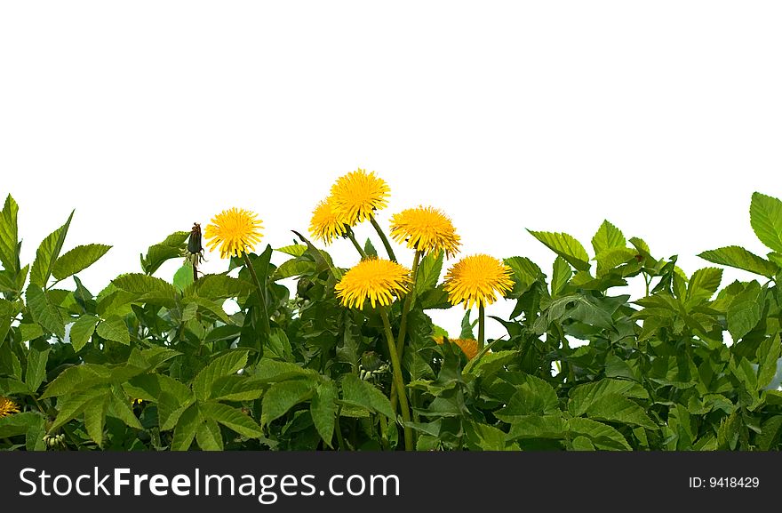 Isolated green grass and yellow flowers on white background. Isolated green grass and yellow flowers on white background