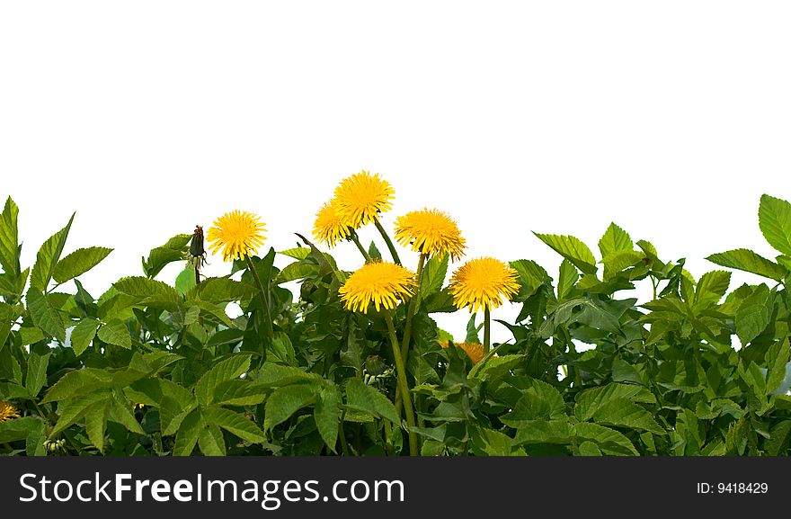 Isolated  grass and flowers