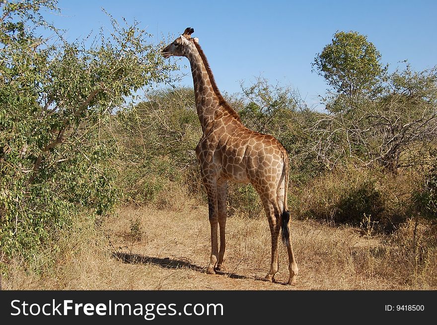 A young female Giraffe in South Africa. A young female Giraffe in South Africa