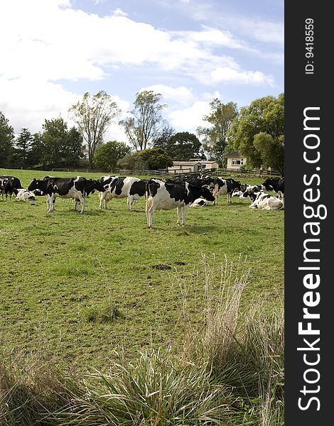 Herd of Dairy Cows on a Farm