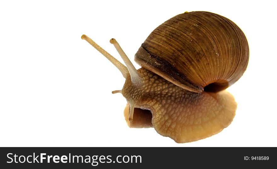 Garden Snail Isolated on White.