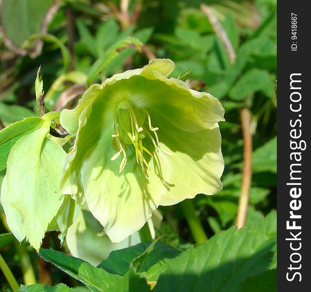 Flowers Of Helleborus Sort