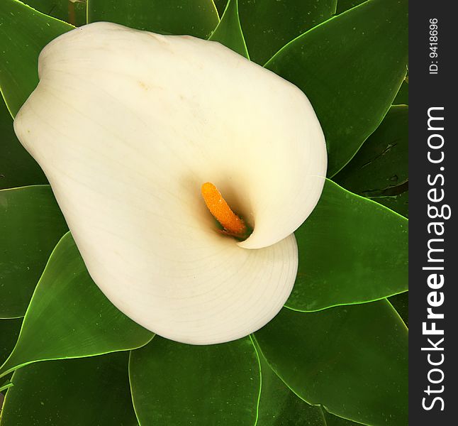 Beautiful white Calla lilly , ideal