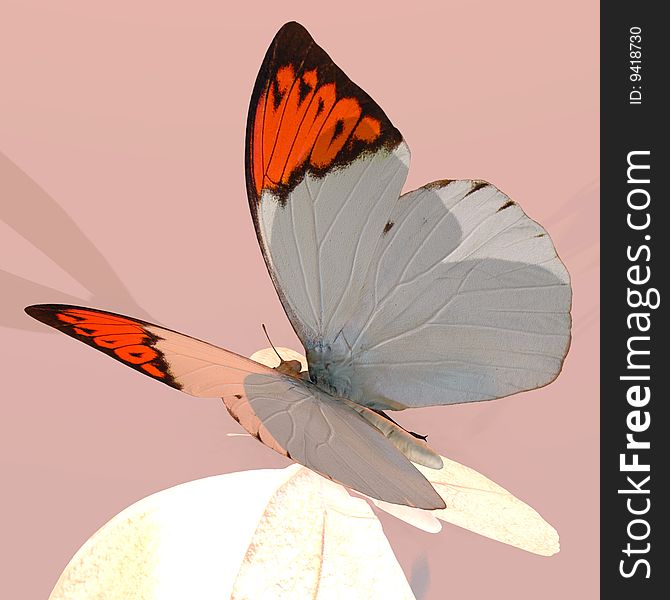 Rendered image of a beautiful butterfly - with Clipping Path. Rendered image of a beautiful butterfly - with Clipping Path