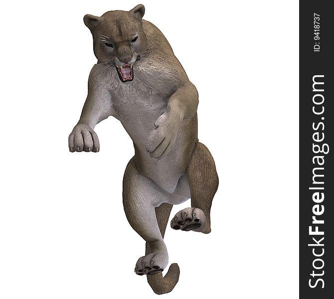Dangerous Big Cat Puma With Clipping Path Over White