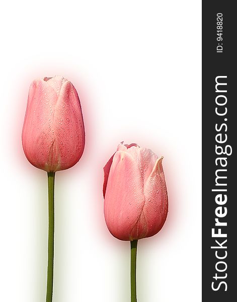 Pink Tulip - Tulipa