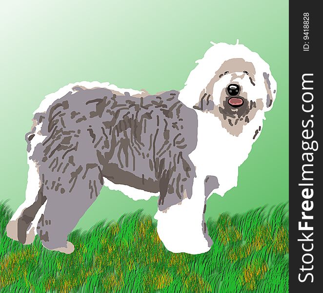 Sheepdog standing on alert on a grassy field.