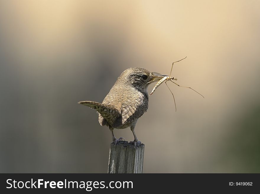 A House Wren with an insect in its beak, about to fly to the nest to feed nestlings.