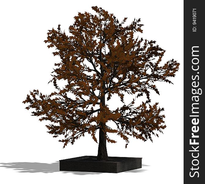 3D Render of a bradleaf tree with shadow and clipping path over white. 3D Render of a bradleaf tree with shadow and clipping path over white