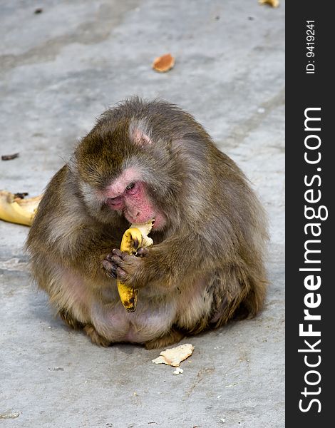 Macaca fuscata grey japanese monkey female