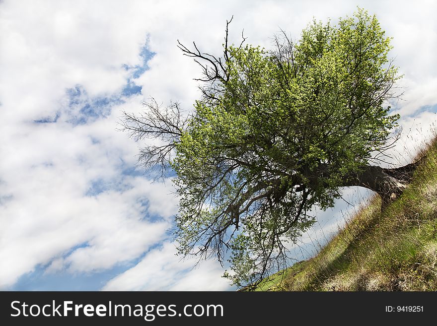 Tree un diagonal with sky background and grass