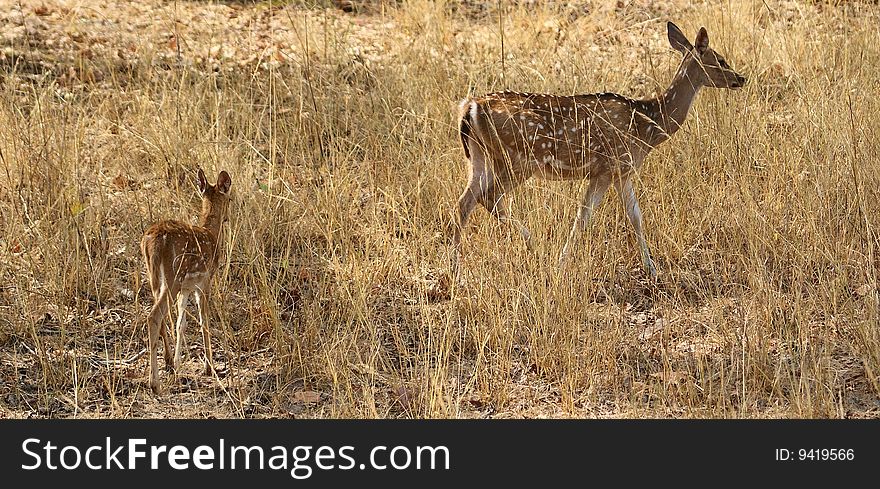 This pair of mother and child deer (fawn) was shot in Bandhavgarh National Park in Central India.In sunny after noon,the mother deer and its kid are in search of green grass and some tree shade. This pair of mother and child deer (fawn) was shot in Bandhavgarh National Park in Central India.In sunny after noon,the mother deer and its kid are in search of green grass and some tree shade.